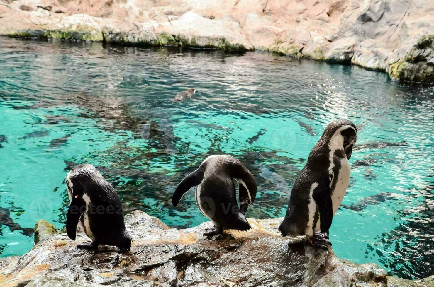 pinguïns Bij de dierentuin foto