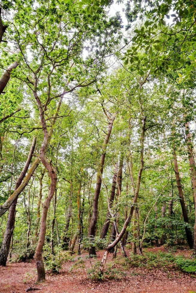 bomen in het bos foto