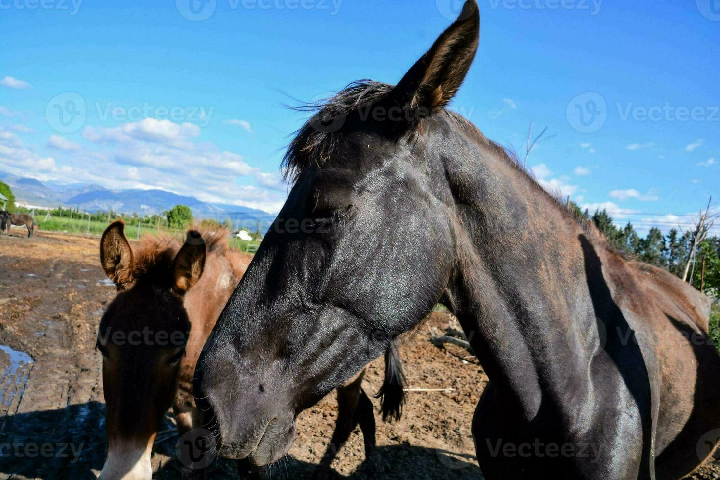 paard Bij de boerderij foto