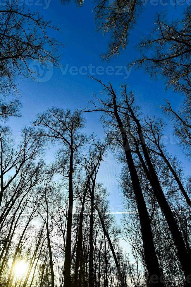 bomen in het bos foto