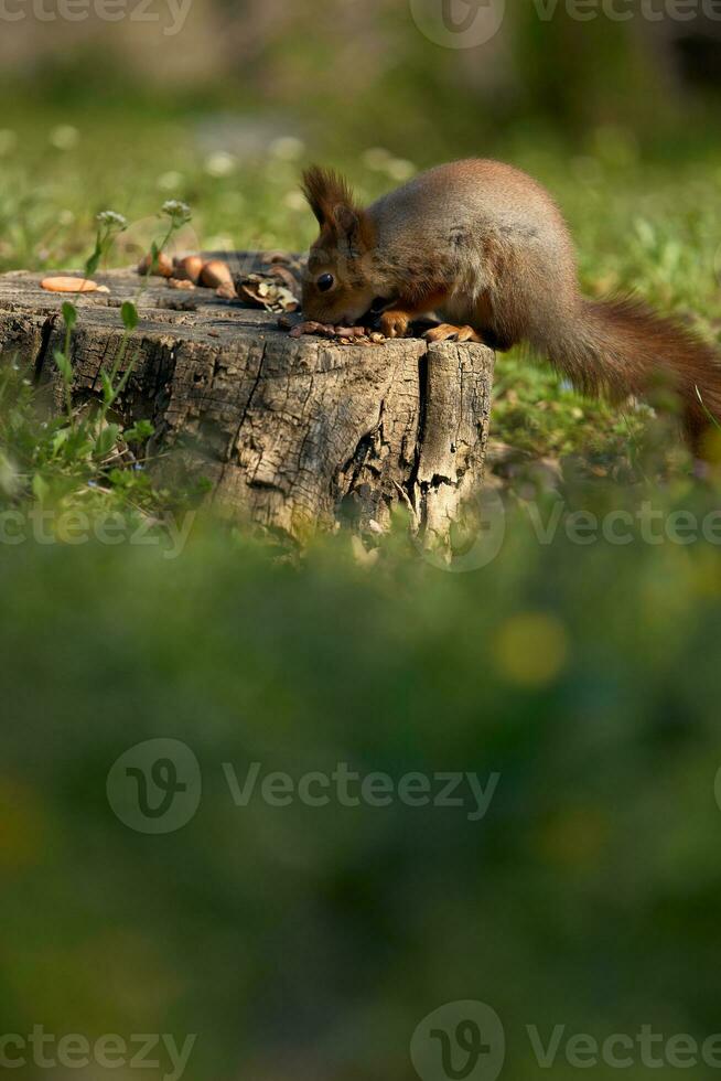 eekhoorn zit Aan de grond en eet noten foto