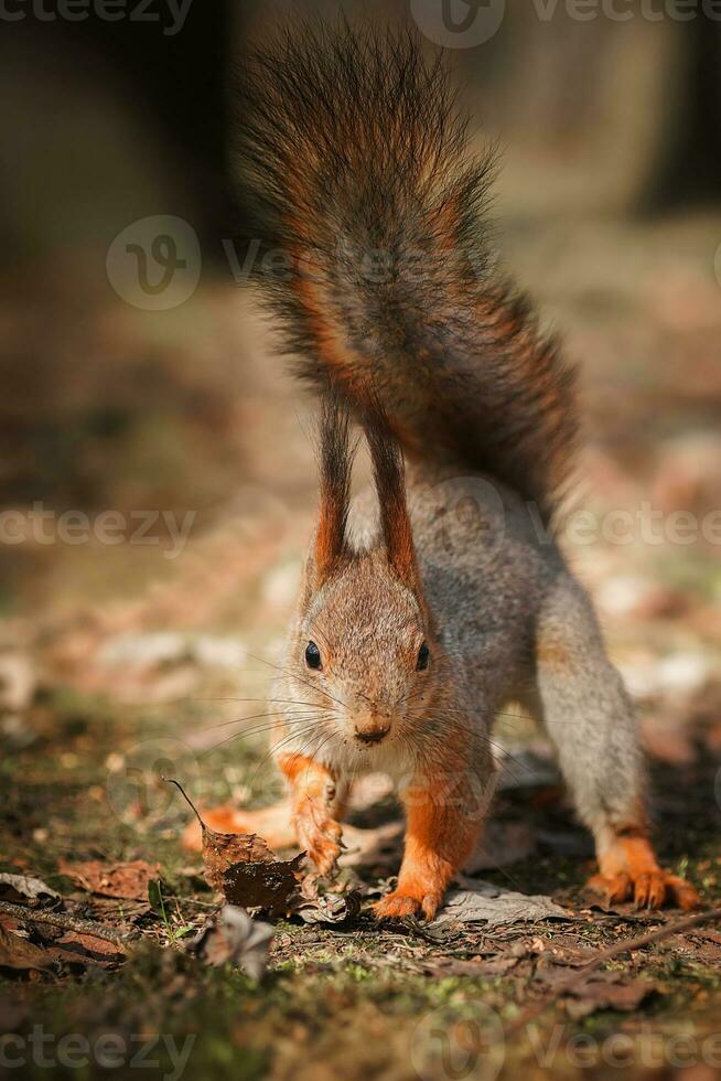 rood eekhoorn beklimming omhoog in een boom. foto