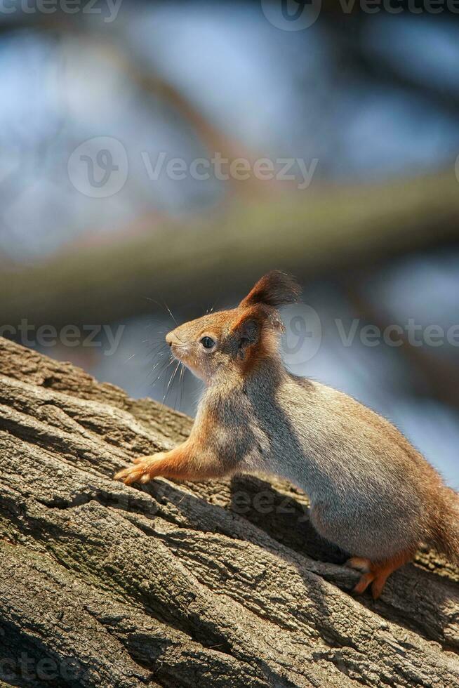 schattig jong eekhoorn Aan boom met gehouden uit poot tegen wazig winter Woud in achtergrond foto