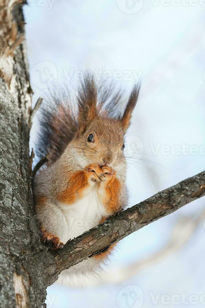 schattig jong eekhoorn Aan boom met gehouden uit poot tegen wazig winter Woud in achtergrond foto