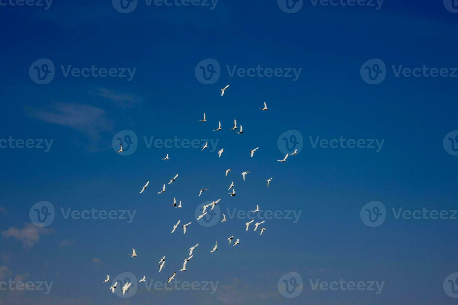 een kudde van wit vliegend duiven vliegend tegen zomer blauw lucht met wit wolken foto