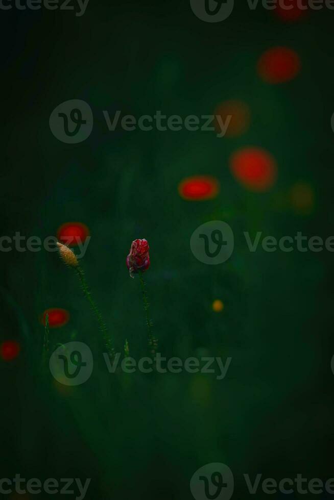 rood delicaat zomer papaver Aan groen weide achtergrond foto