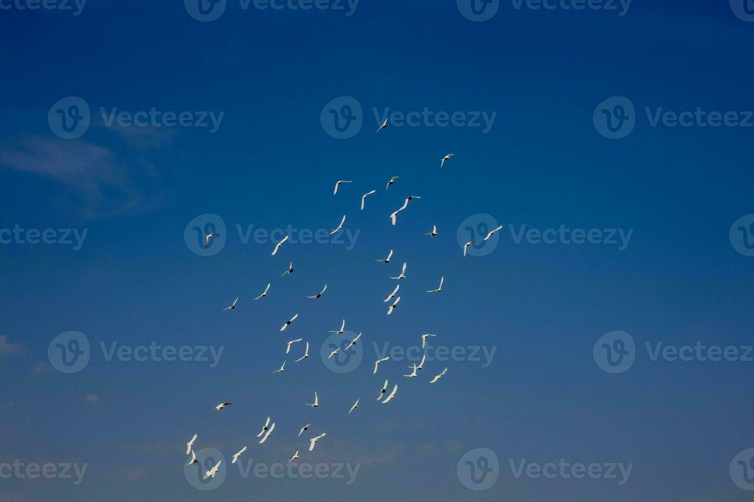 een kudde van wit vliegend duiven vliegend tegen zomer blauw lucht met wit wolken foto