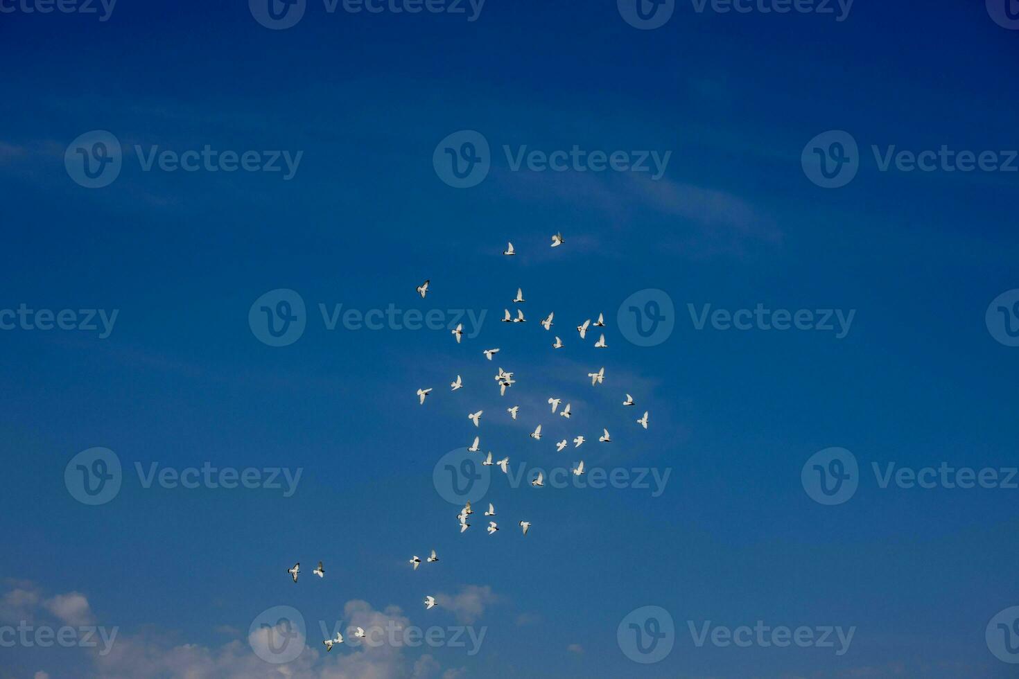 een kudde van wit vliegend duiven vliegend tegen zomer blauw lucht met wit wolken foto