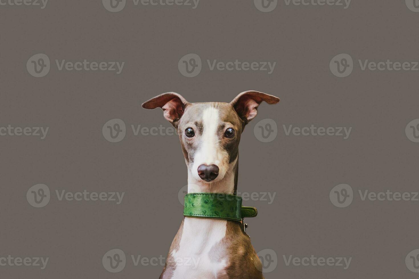 portret windhond hond huisdier op zoek Bij camera geïsoleerd Aan grijs achtergrond. foto