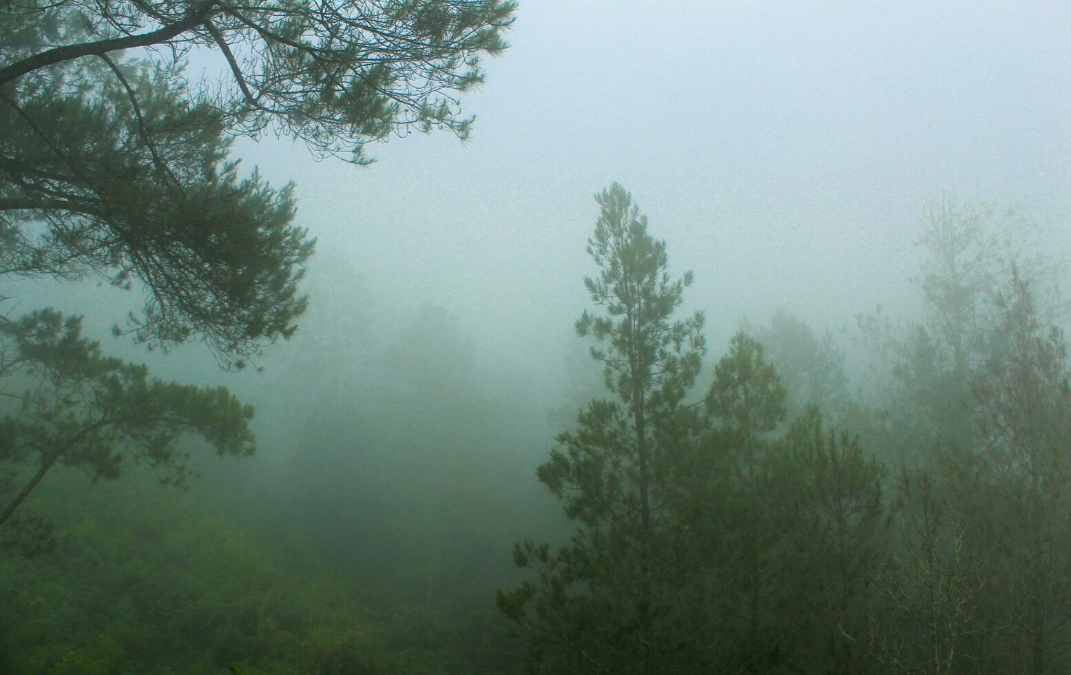 mistig Woud landschap. spookachtig berg Woud natuur themed achtergrond met mist humeur. foto