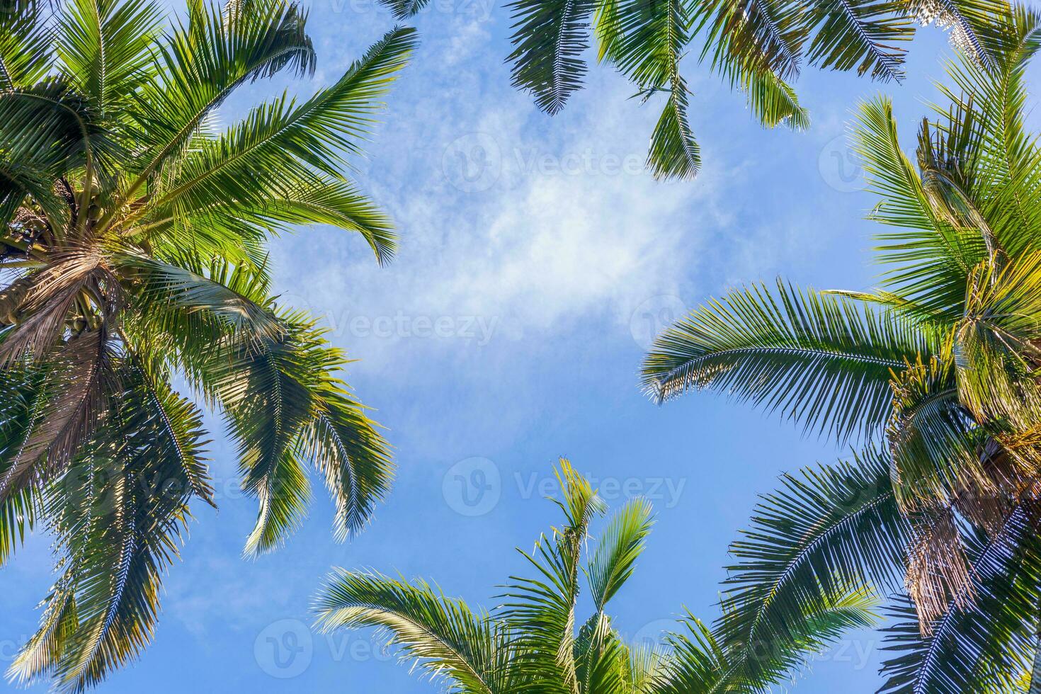 kokosnoot bomen tegen blauw lucht. tropisch achtergrond foto