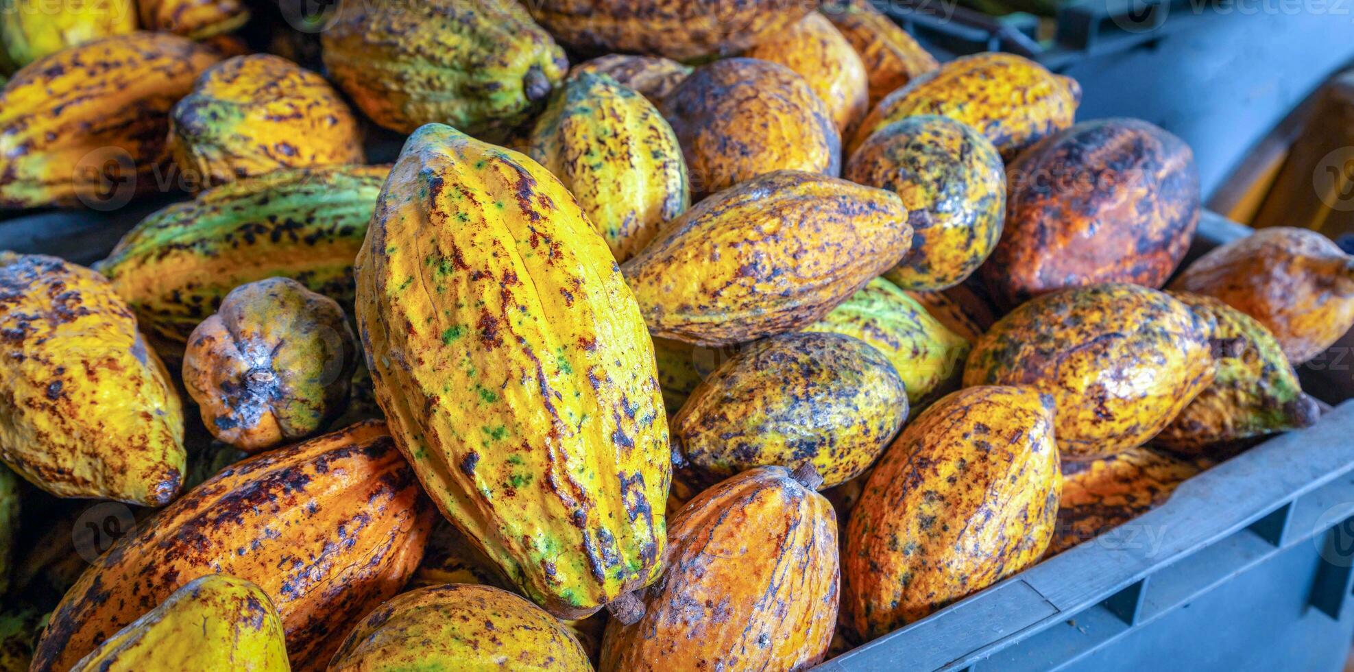 rijp cacao peulen of geel cacao fruit oogst cacao bonen naar sturen naar de chocola fabriek foto