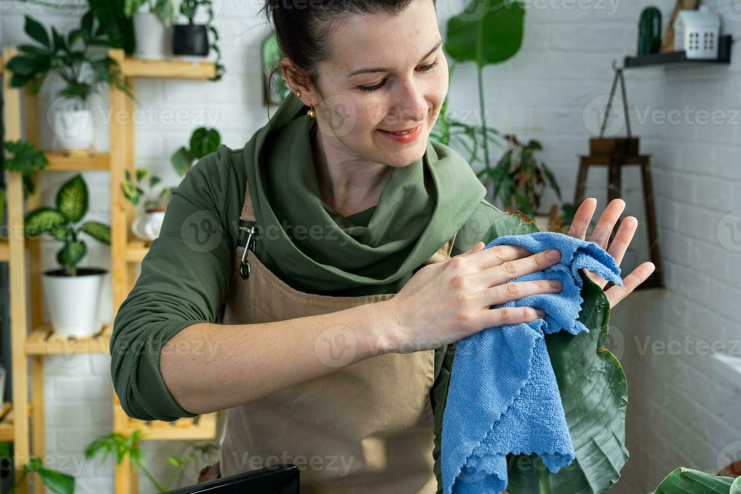 vrouw doekjes de stof met een vod van de bladeren van huis ingemaakt planten, gegroeid met liefde Aan schappen in de interieur van de huis. huis fabriek groeien, groen huis, zuiverheid en Gezondheid van planten. foto