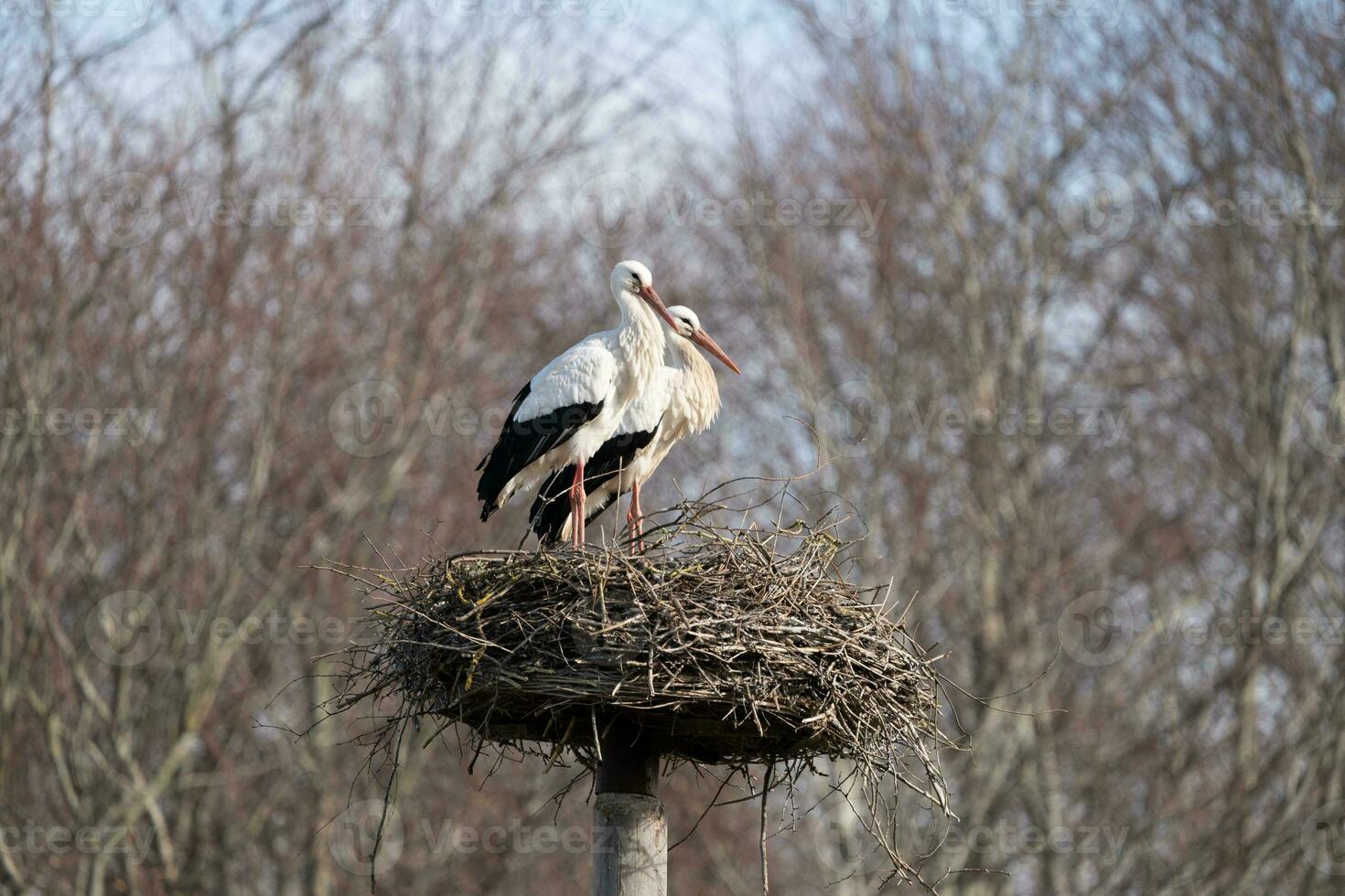 twee wit ooievaars zittend Aan hun nest in een nationaal park foto