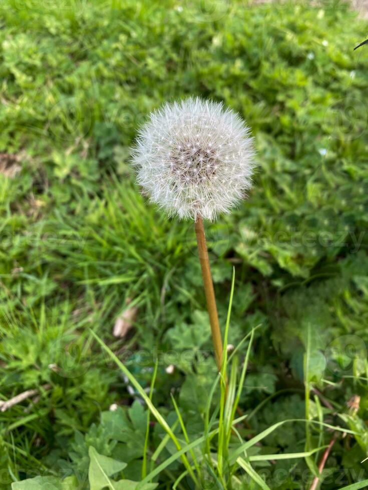 paardebloem zaad hoofd klaar naar bloeien foto