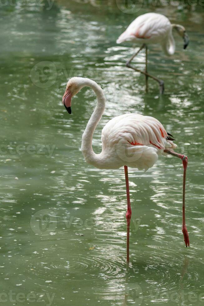 mooi roze flamingo's met bek en los Vleugels foto