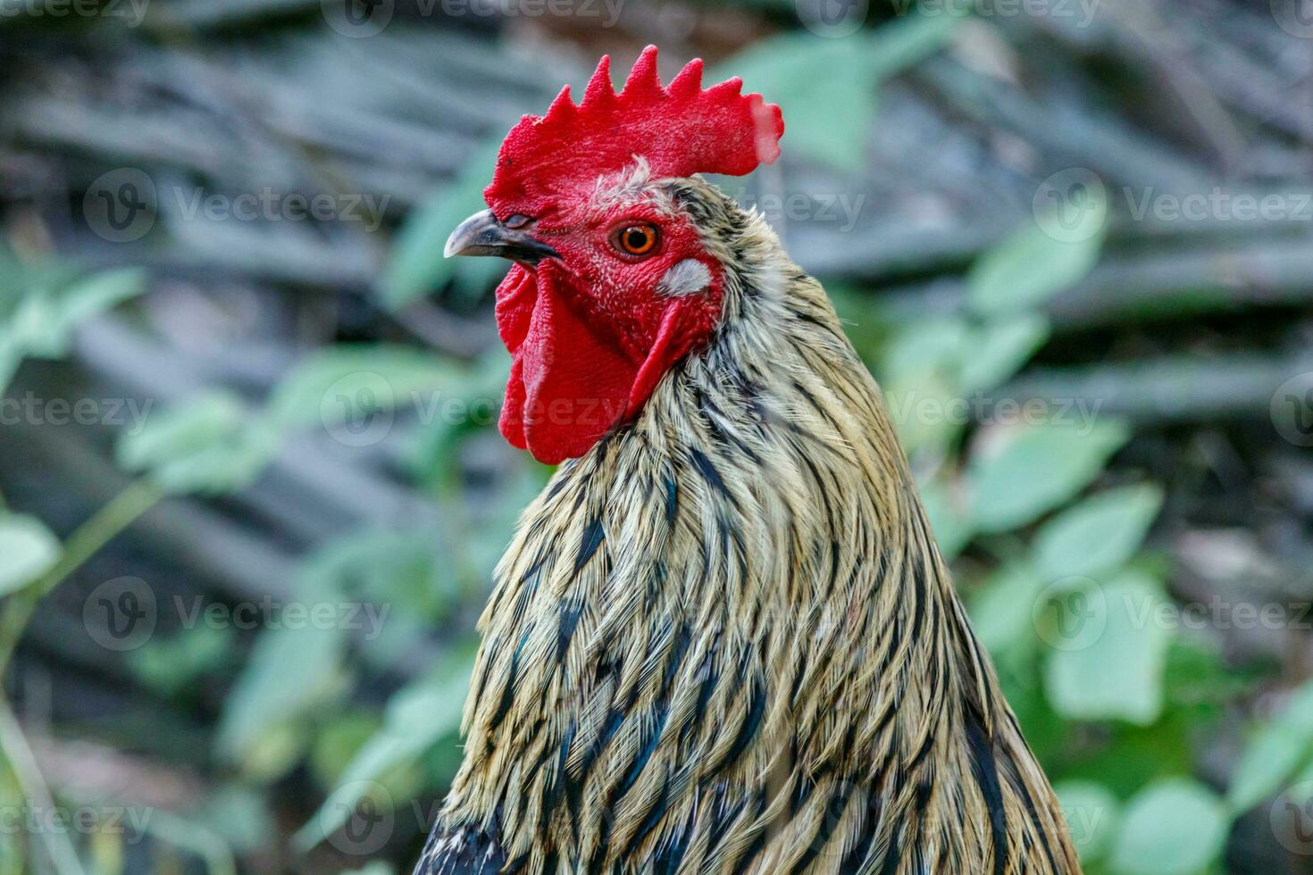 mooi pik Aan gras achtergrond foto