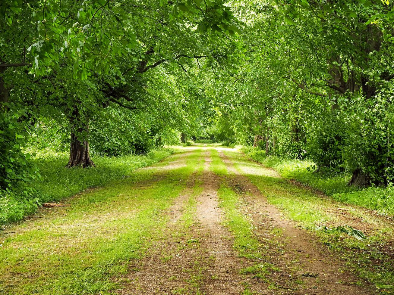 groene landweg omzoomd door volwassen bomen met zomergebladerte foto