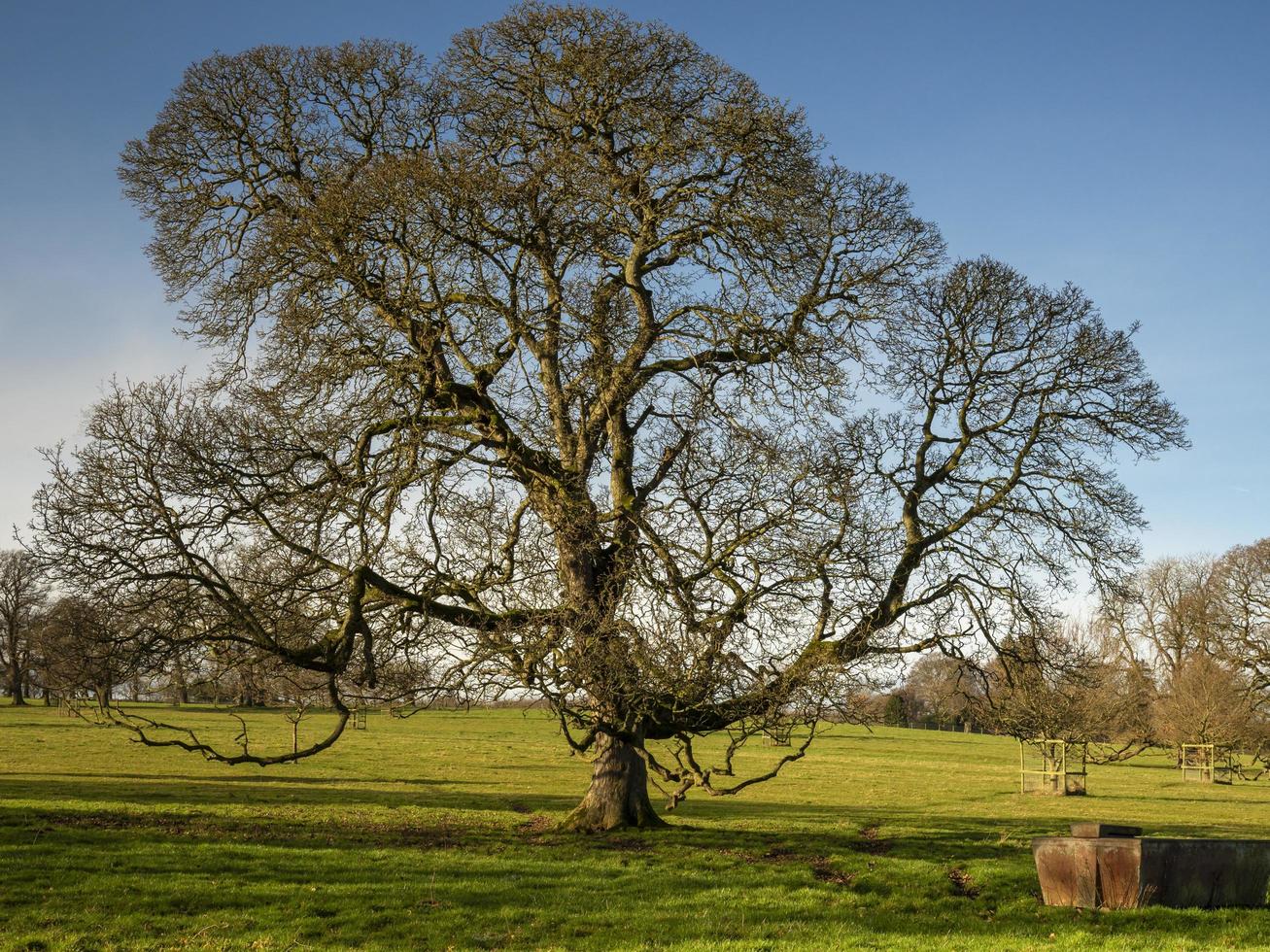 winter eik in een yorkshire park engeland foto