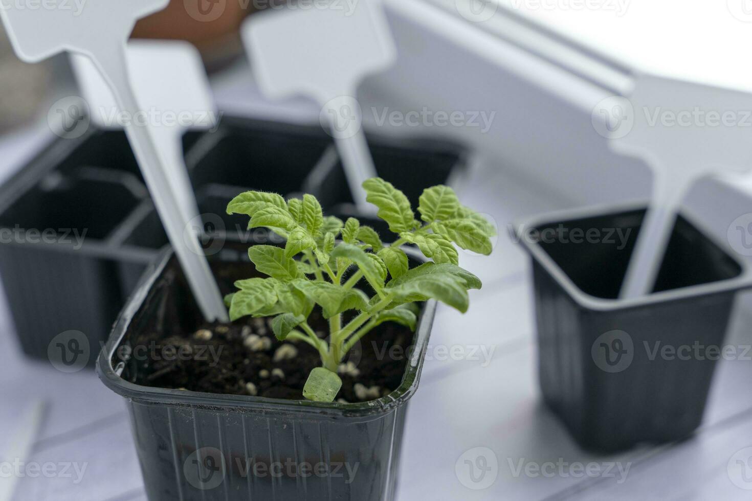 een pot met een tomaat spruit, turf potten voor zaailingen, tuin etiketten en een potlood foto