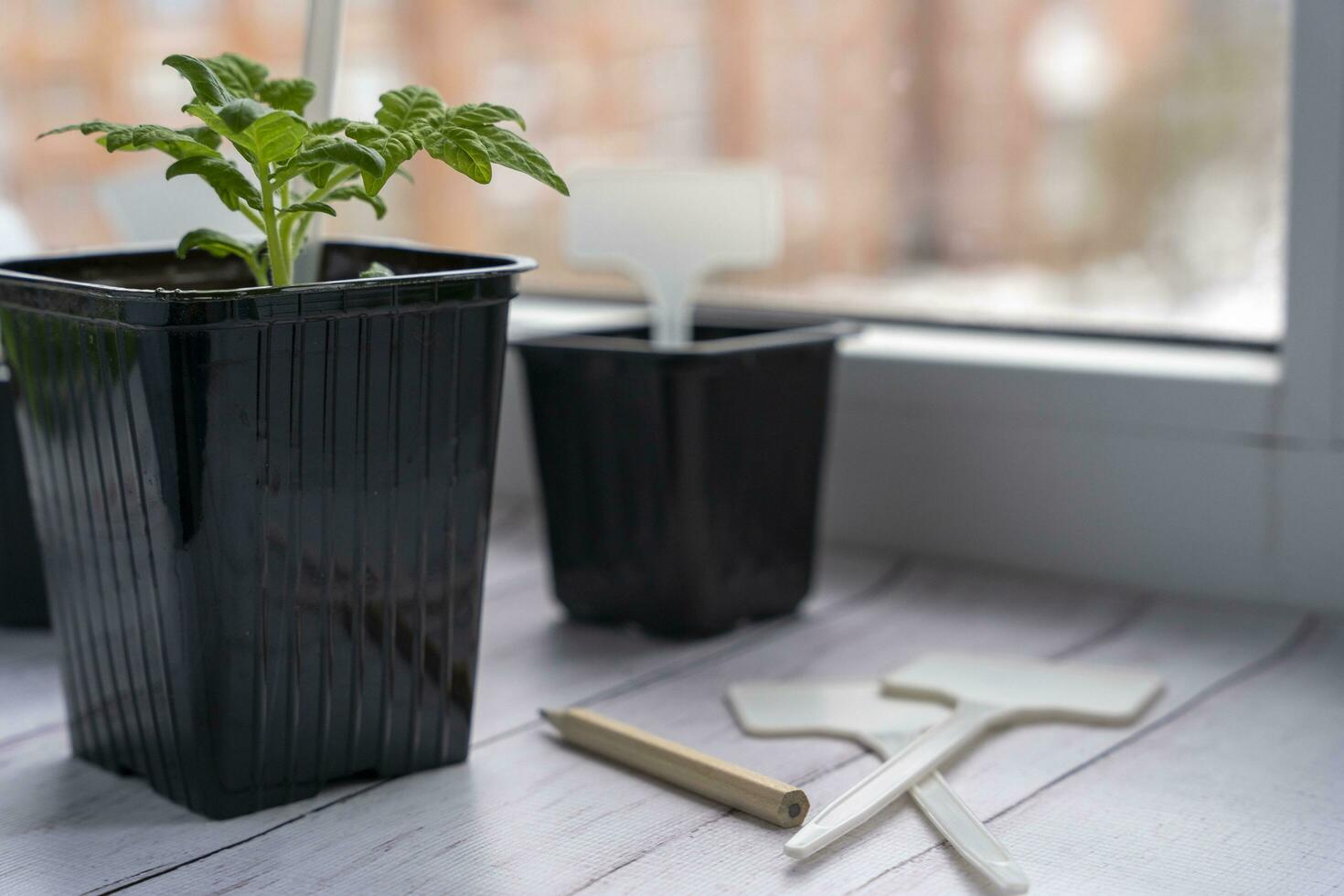 een pot met een groen tomaat spruit, turf pot voor zaailingen, tuin etiketten en een potlood Aan de vensterbank foto