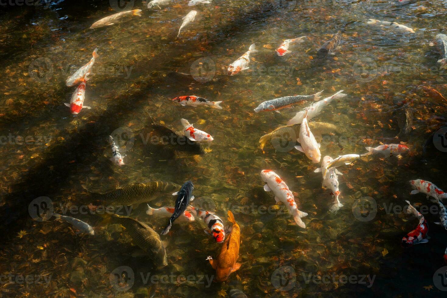 koi vis in de buitenshuis vijver foto