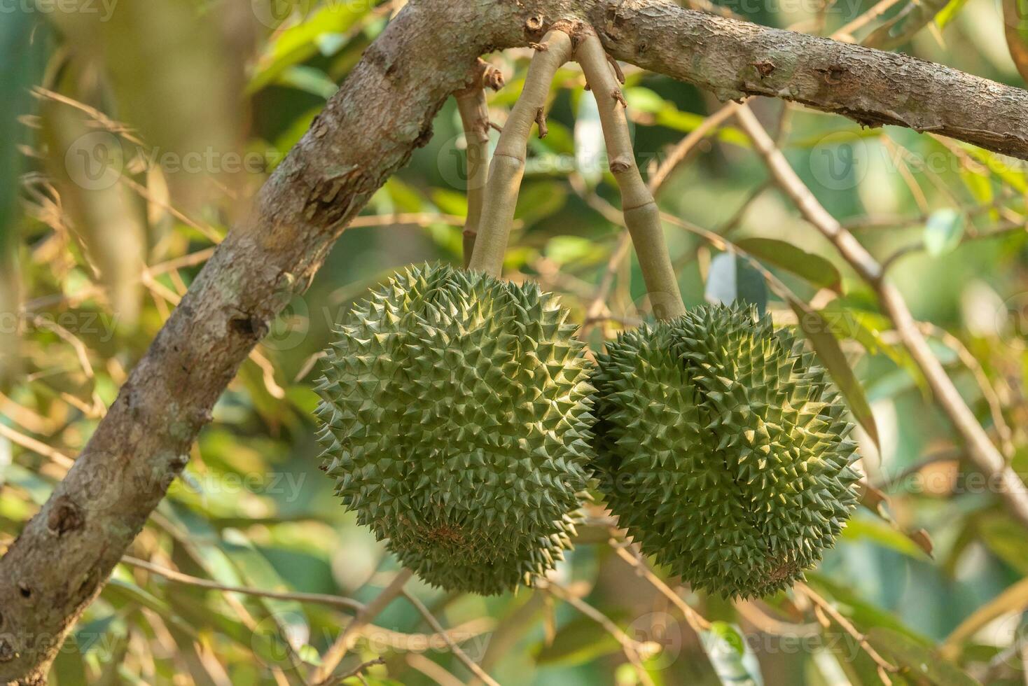 Afdeling van durian Aan boom foto