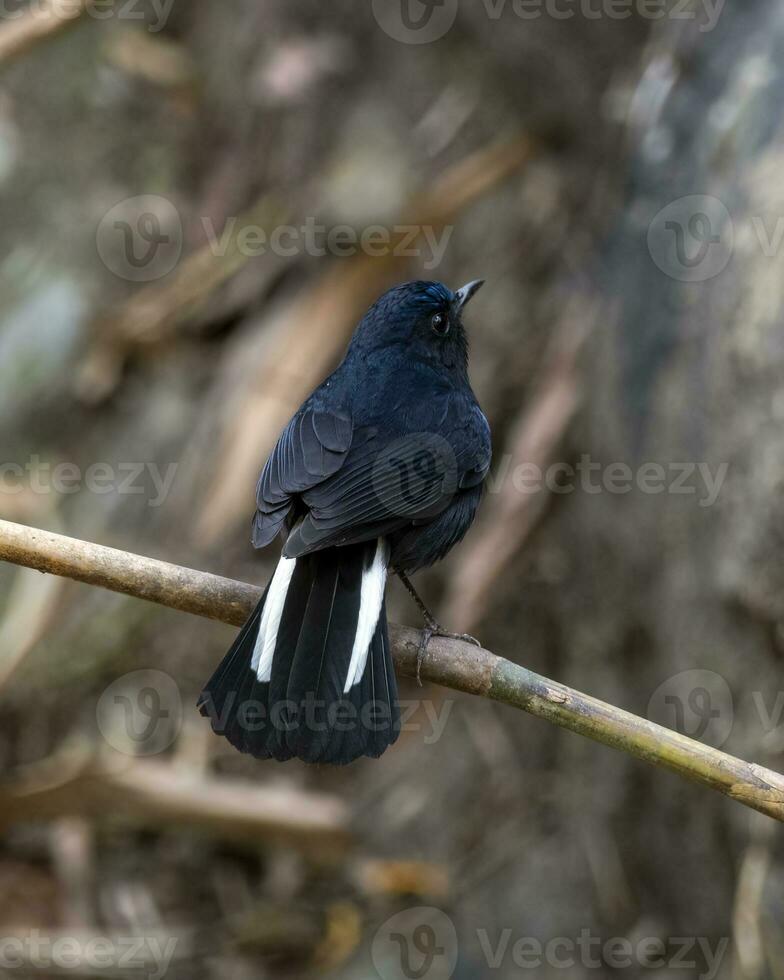 witstaart Robin of myiomela leuk opgemerkt in rongtong in west Bengalen, Indië foto