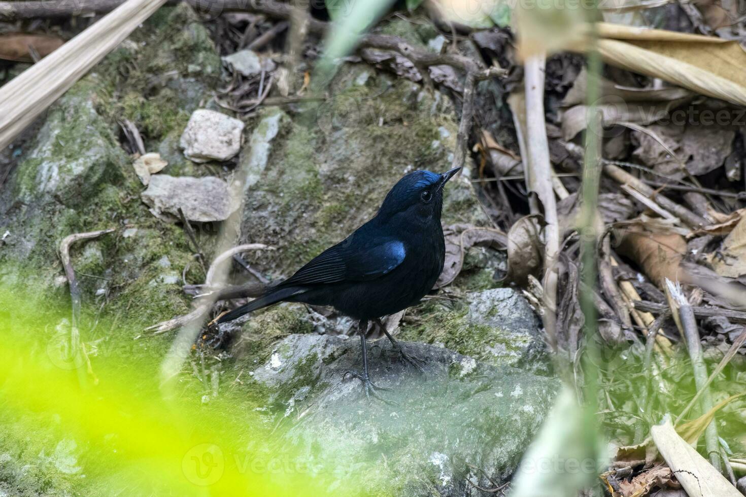 witstaart Robin of myiomela leuk opgemerkt in rongtong in west Bengalen, Indië foto