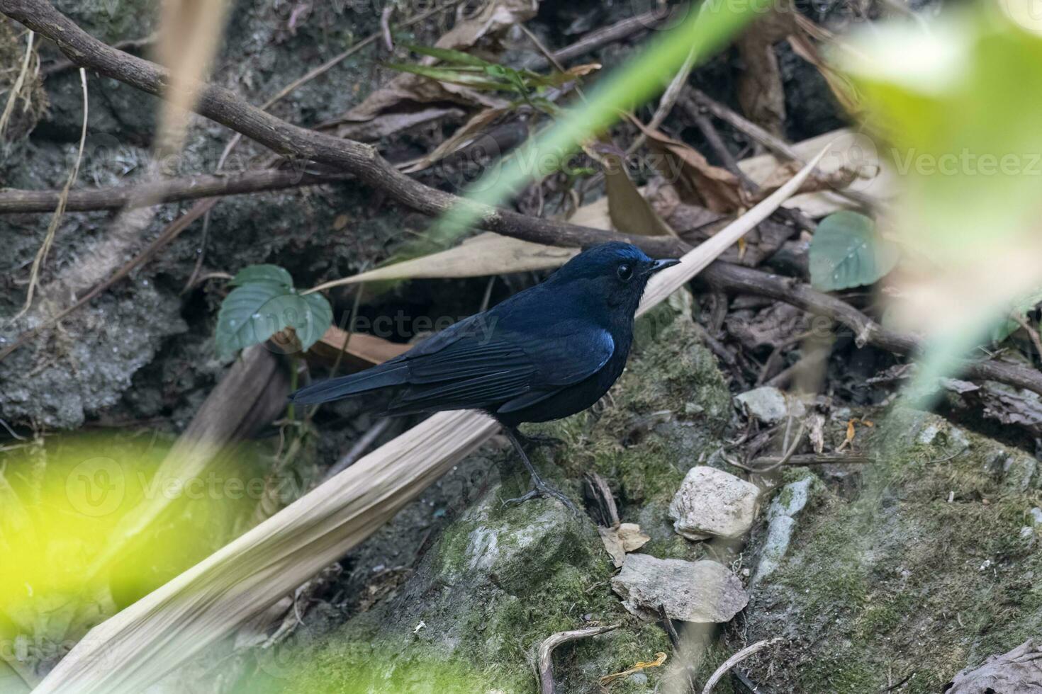 witstaart Robin of myiomela leuk opgemerkt in rongtong in west Bengalen, Indië foto