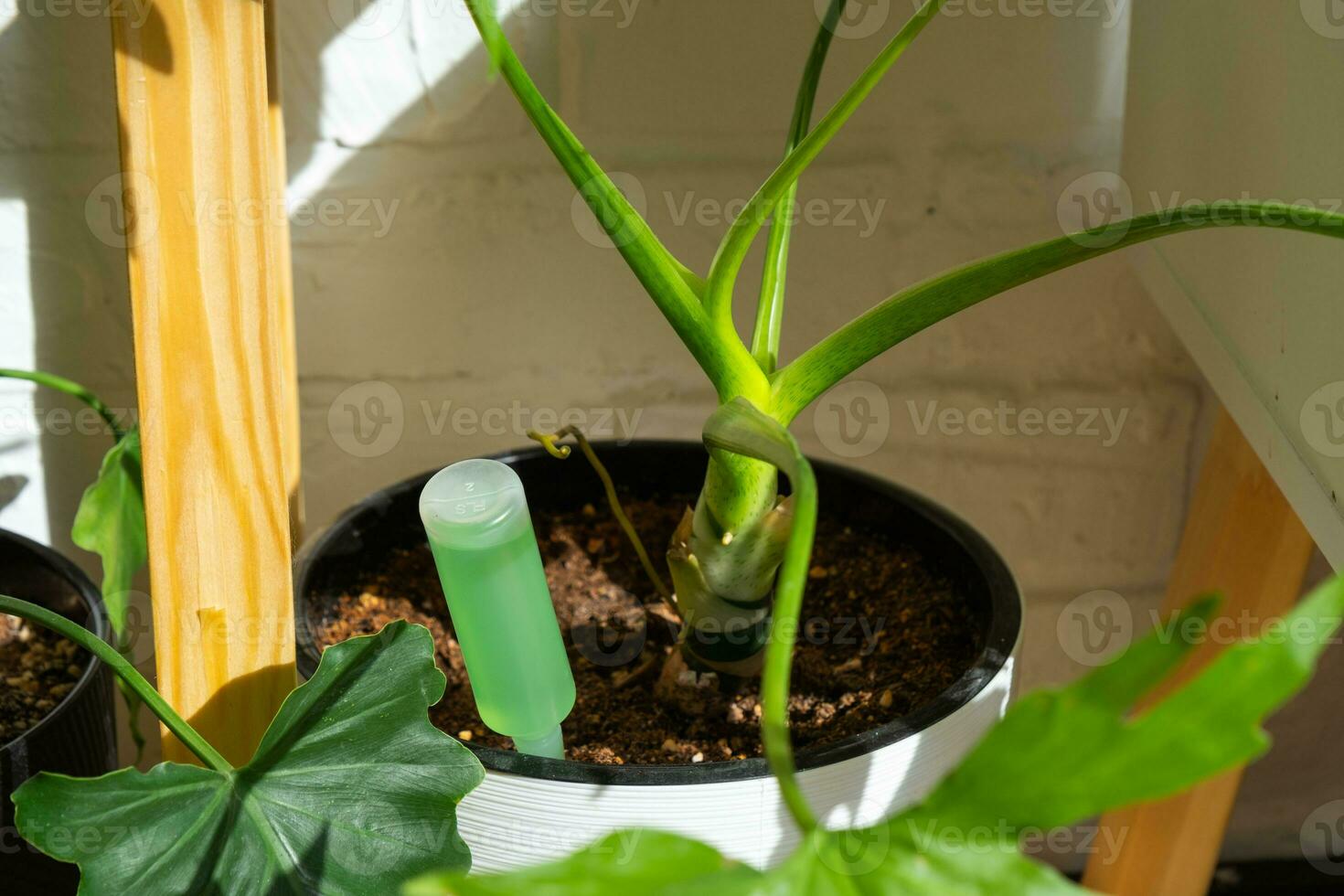 druppelen kunstmest voor ingemaakt planten, stimulator van ontwikkeling, groei versnelling, huis fabriek zorg. een fles van vloeistof is ingevoegd in de bodem in een pot. huis Bijsnijden productie foto