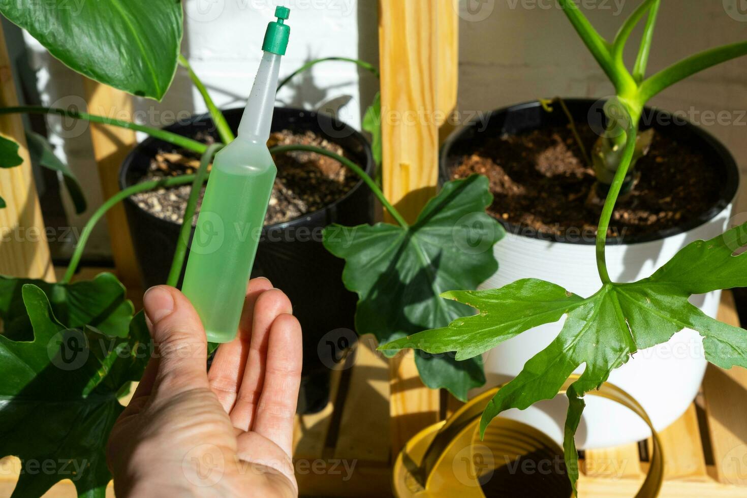 druppelen kunstmest voor ingemaakt planten, stimulator van ontwikkeling, groei versnelling, huis fabriek zorg. een fles van vloeistof is ingevoegd in de hand- van een vrouw. huis Bijsnijden productie foto