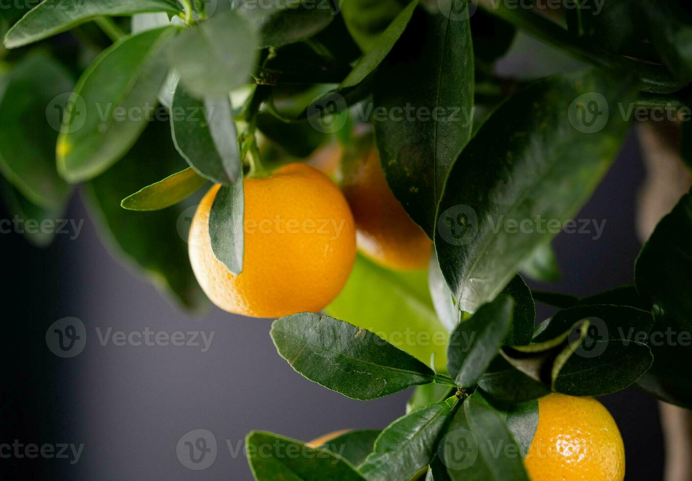 de calamondin oranje nitro fortunella macrocarpa is een hybride van mandarijn- een cumquat foto