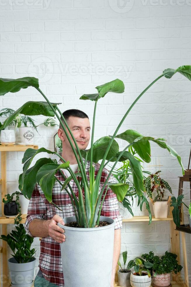 Mens fabriek fokker houden in hand- huis planten strelitzia in pot van haar verzameling Bij huis Aan de planken. zoeken voor ongedierte, zorg, water geven, meststoffen. huis Bijsnijden productie foto