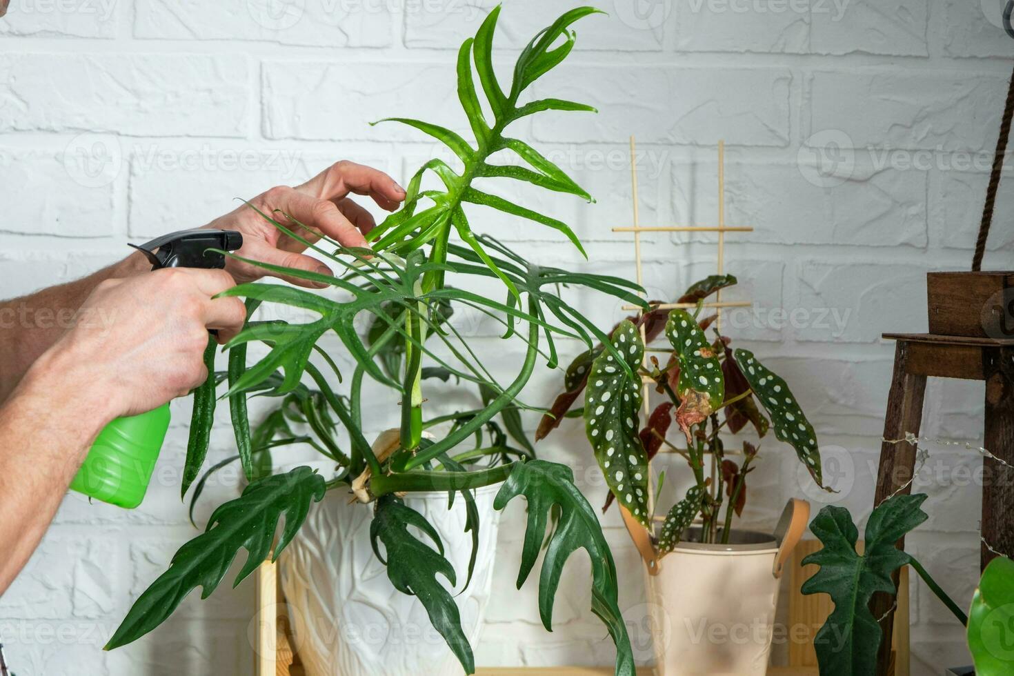 Mens fabriek fokker onderzoekt en bewondert huis planten in een pot, zoeken voor ongedierte, zorg, water geven, meststoffen, behandelt van ongedierte. huis Bijsnijden productie foto