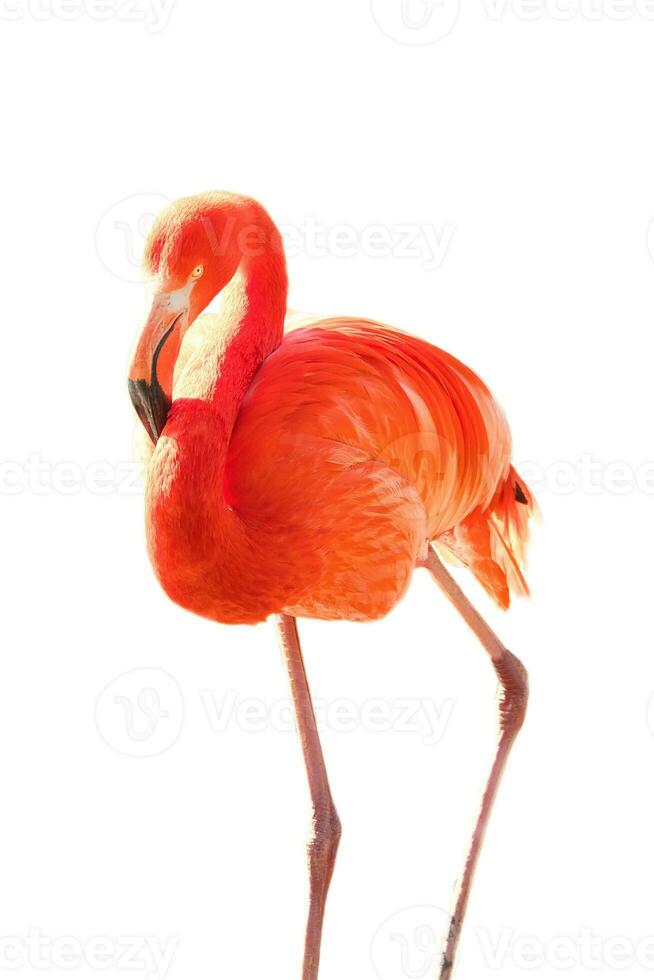 flamingo, geïsoleerd, losgemaakt, naar Bewerk. roze rood vogel. elegant gevederte. tropisch vogel foto