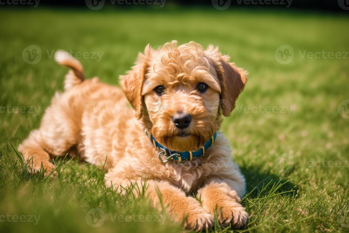 portret van een mooi airedale terriër hond in de park. generatief ai foto