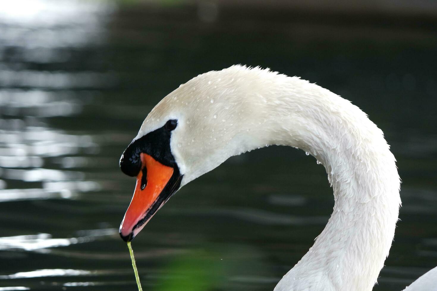 schattig water vogelstand Bij de meer van openbaar park van luton Engeland uk foto