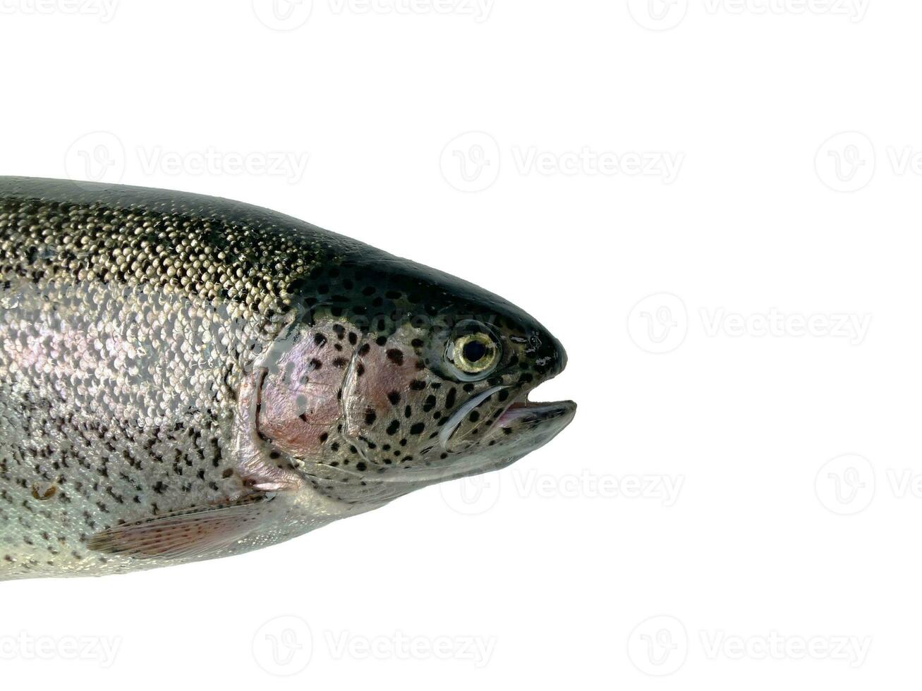 vis ishkhan, vis prins in Armeens. geïsoleerd Aan wit achtergrond foto