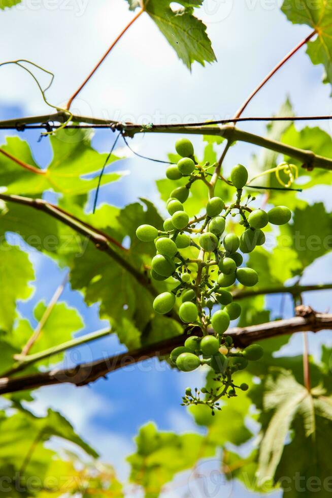 druif Bijsnijden Bij de gemeente van la unie gelegen Bij valle del cauca regio in Colombia foto