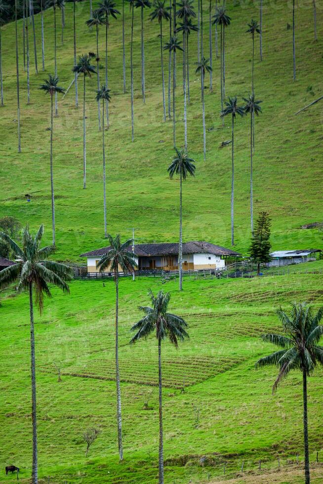 quindio was- palmen Bij de kokos vallei gelegen in salento in de quindio regio in Colombia. foto