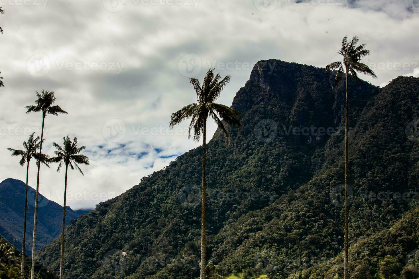 visie van de mooi wolk Woud en de quindio was- palmen Bij de kokos vallei gelegen in salento in de quindio regio in Colombia. foto