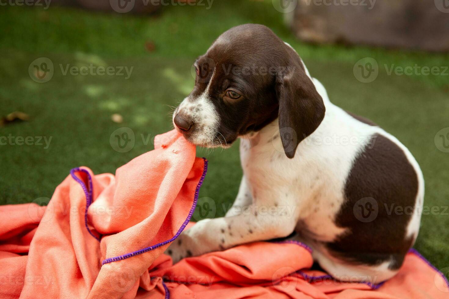weinig puppy van de Frans richten hond ras spelen met zijn deken onder de zon foto