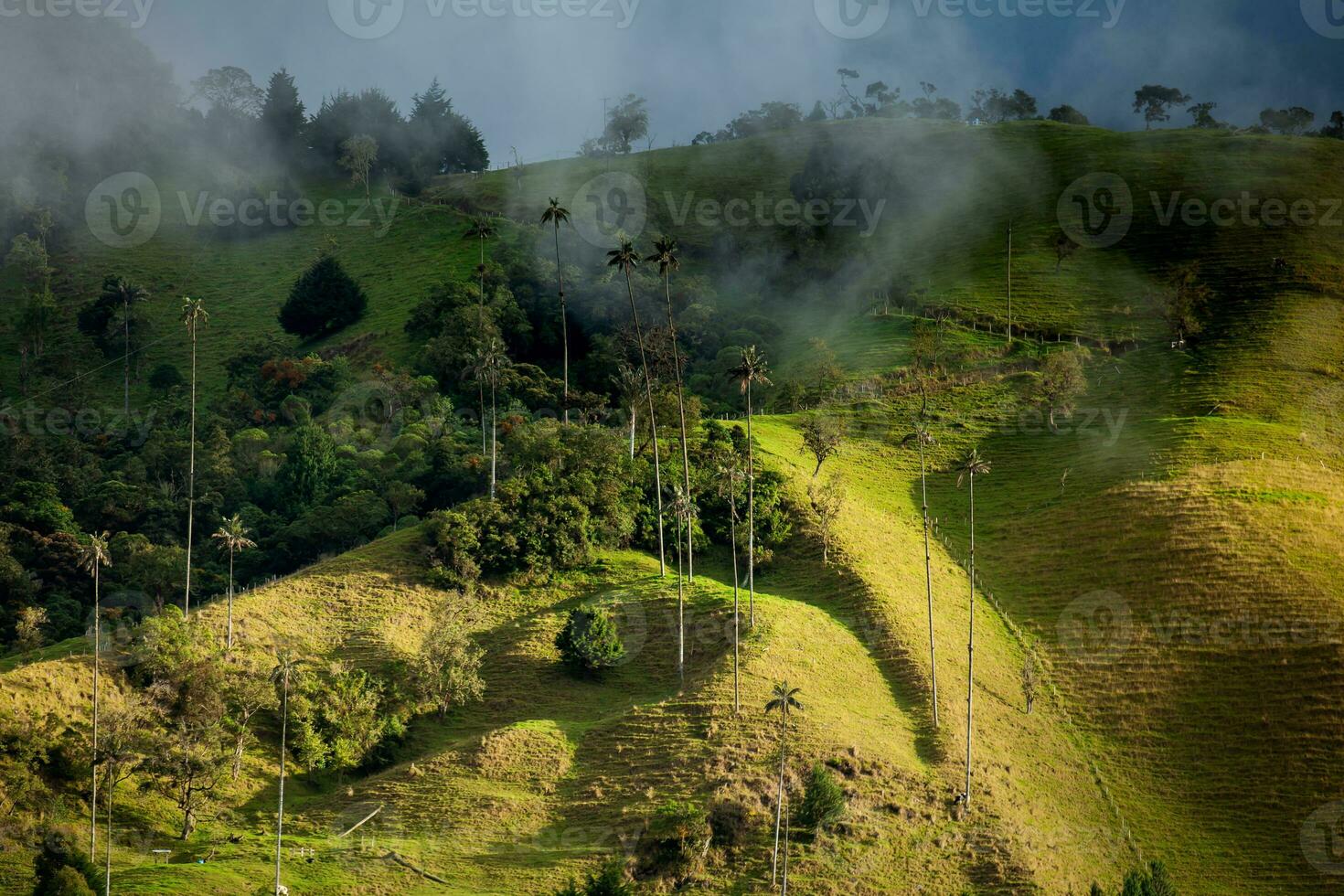 visie van de mooi wolk Woud en de quindio was- palmen Bij de kokos vallei gelegen in salento in de quindio regio in Colombia. foto