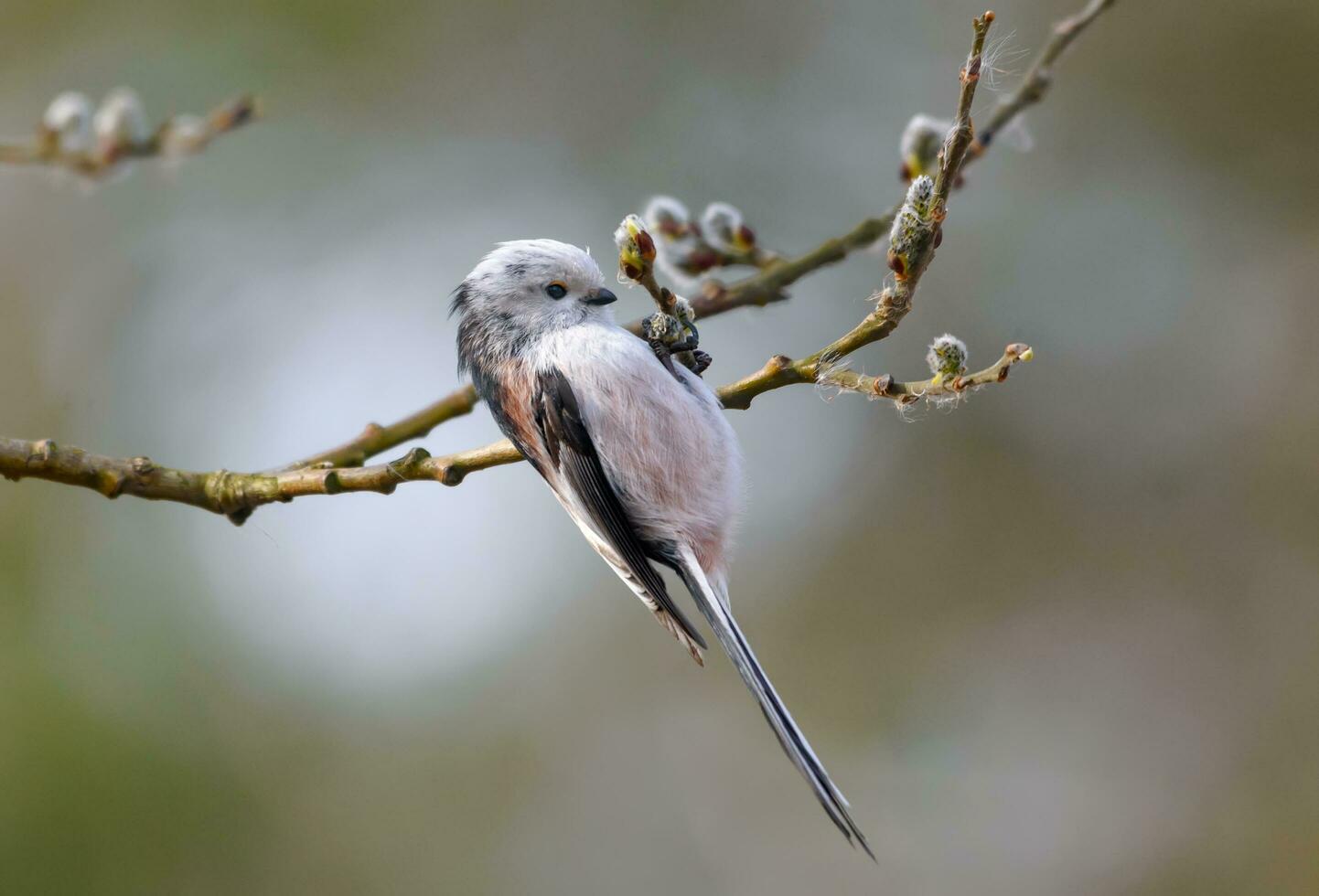 langstaartig tit - aegithalos caudatus - examens bloeiend wilg takken in vroeg voorjaar seizoen in zoeken voor voedsel foto