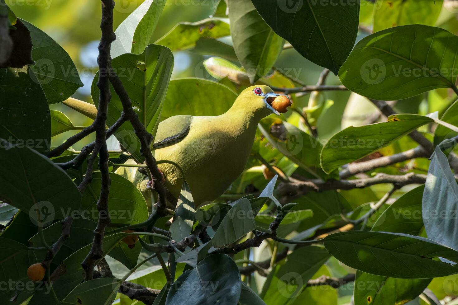 pin-tailed groen duif of treron apicuda gezien in rongtong in west Bengalen Indië foto