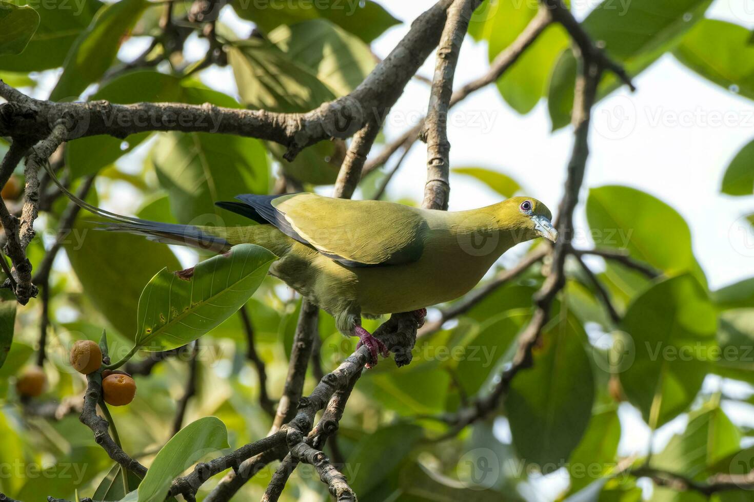 pin-tailed groen duif of treron apicuda gezien in rongtong in west Bengalen Indië foto