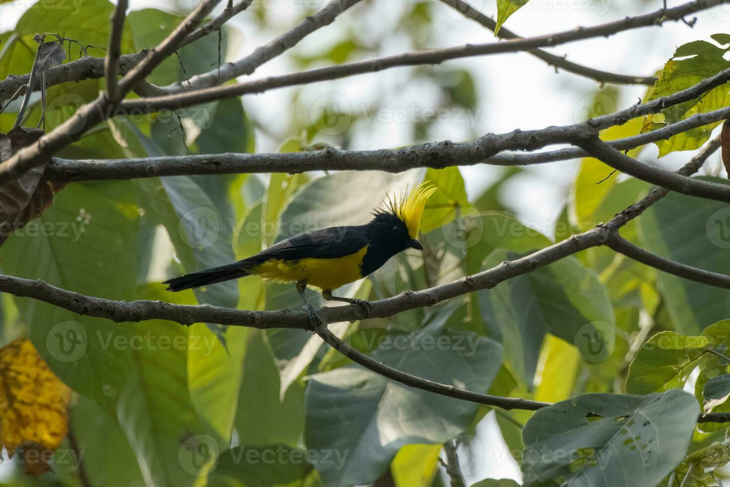 sultan tit of melanochloor sultanië opgemerkt in rongtong in west Bengalen, Indië foto