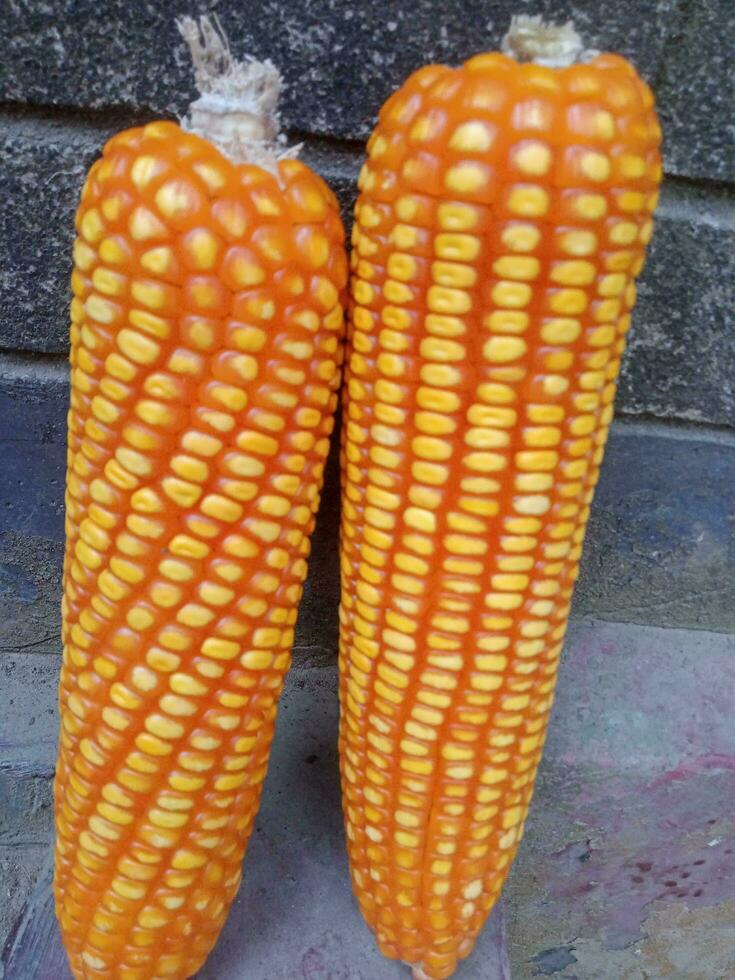 vuursteen maïs, fruit voedsel, groente foto