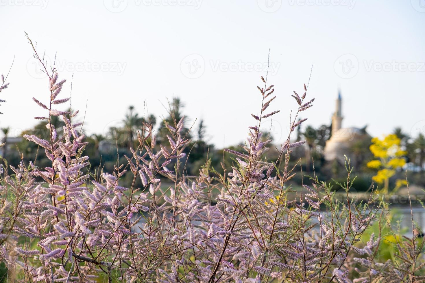 lentevegetatie bij het zoutmeer van larnaca in cyprus foto